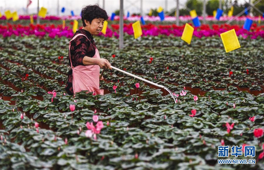 （經濟）（3）河北霸州：40萬盆鮮花扮靚京津兩節市場　