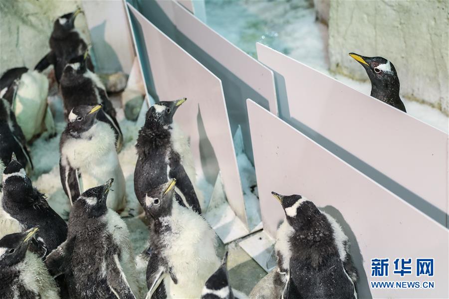（图片故事）（3）小企鹅上“幼儿园”