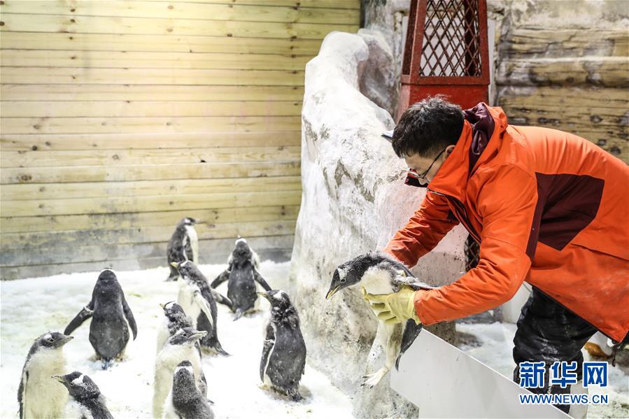 （图片故事）（5）小企鹅上“幼儿园”