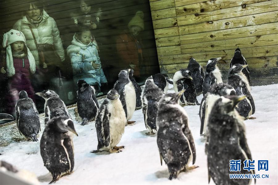 （图片故事）（6）小企鹅上“幼儿园”