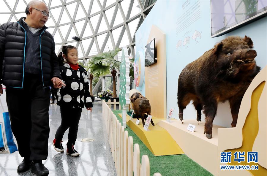 （文化）（1）上海科技馆举行猪年生肖特展