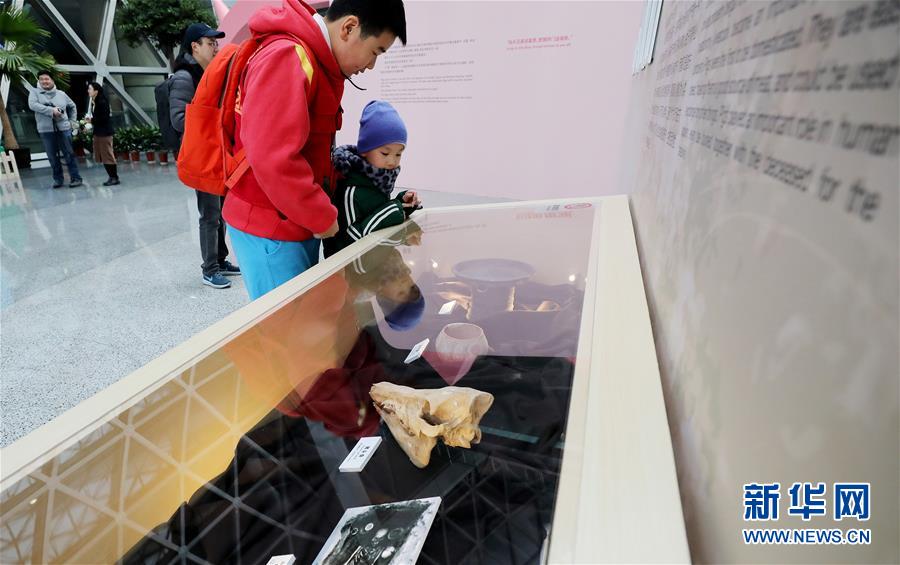 （文化）（3）上海科技馆举行猪年生肖特展