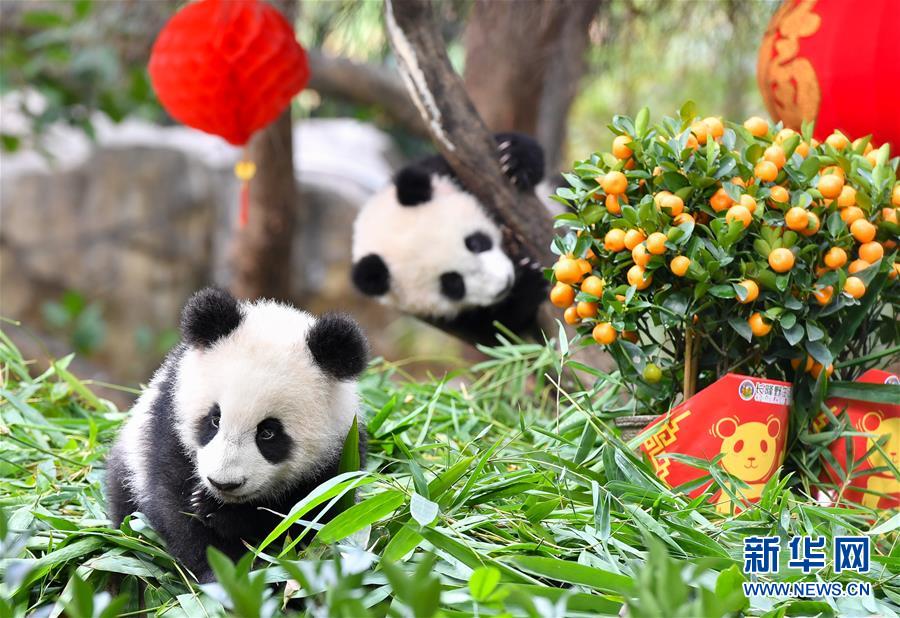（社会）（3）大熊猫宝宝迎新春