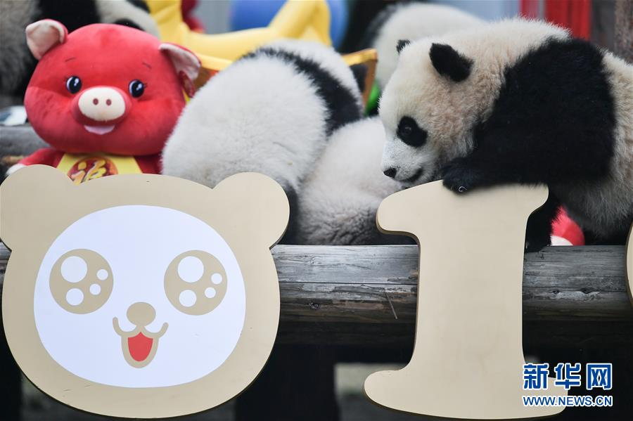 （社会）（4）大熊猫宝宝贺新春