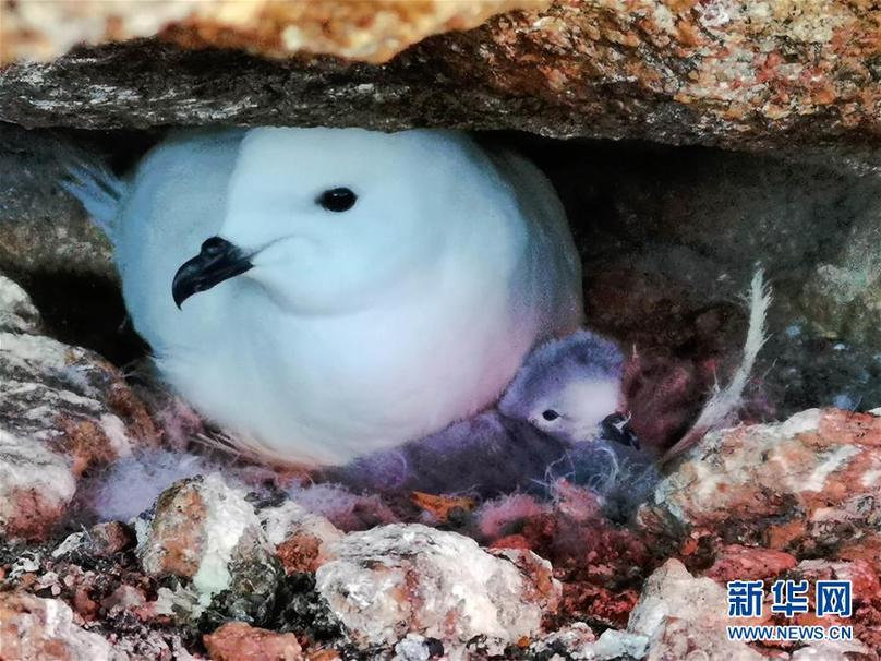 （第35次南极科考·图文互动）（6）中国首次利用红外相机自动监测南极雪海燕
