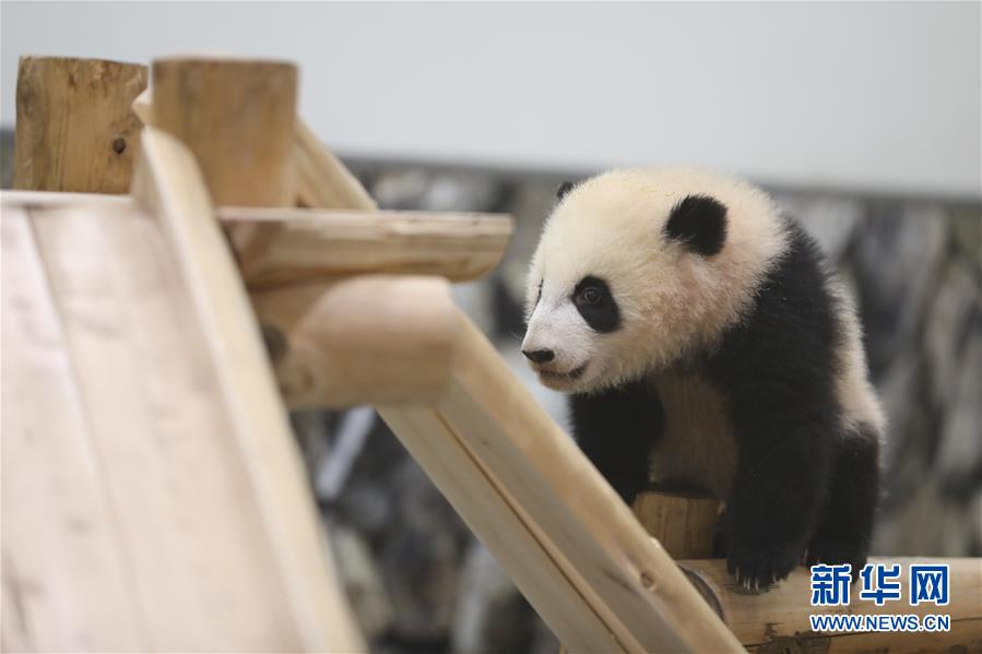 （国际）（2）大熊猫“彩浜”：我半岁了！ 