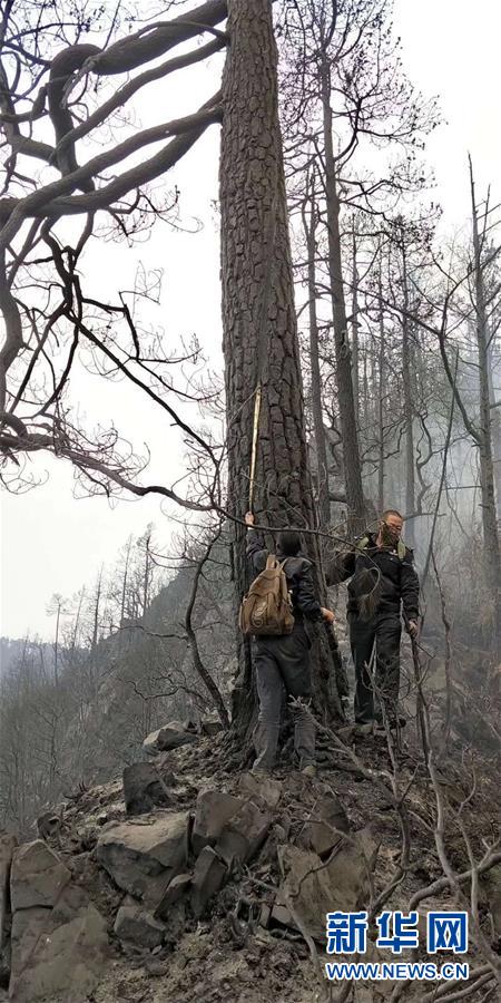 （图文互动）（3）公安勘察确定木里森林火灾起火原因为雷击火