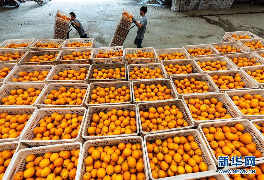 #（经济）（2）湖北秭归：春季脐橙助农增收