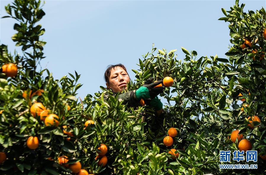#（经济）（1）湖北秭归：春季脐橙助农增收