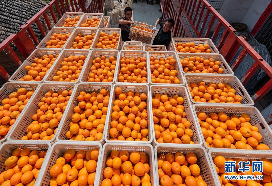 #（经济）（4）湖北秭归：春季脐橙助农增收