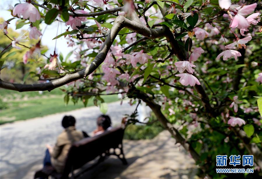 （环境）（1）上海：春光明媚 海棠花开