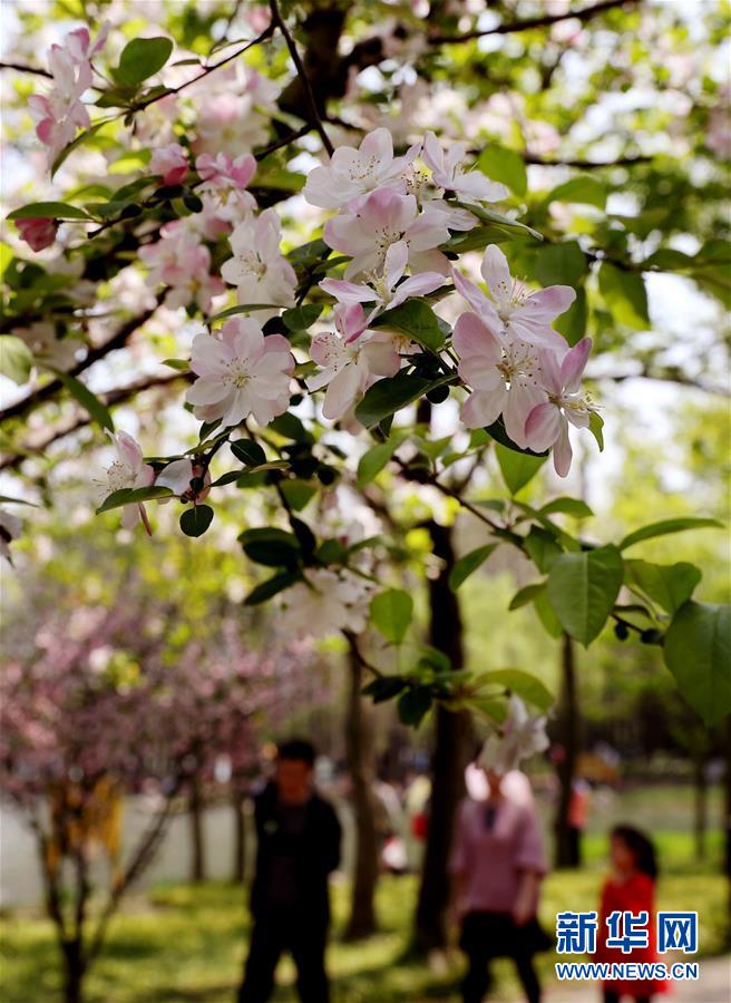 （環境）（2）上海：春光明媚 海棠花開