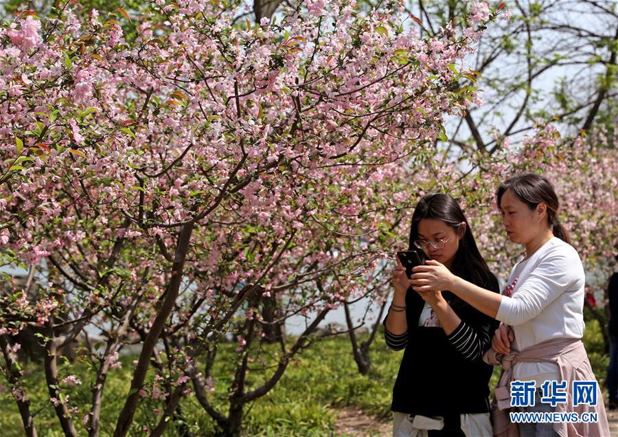 （环境）（3）上海：春光明媚 海棠花开