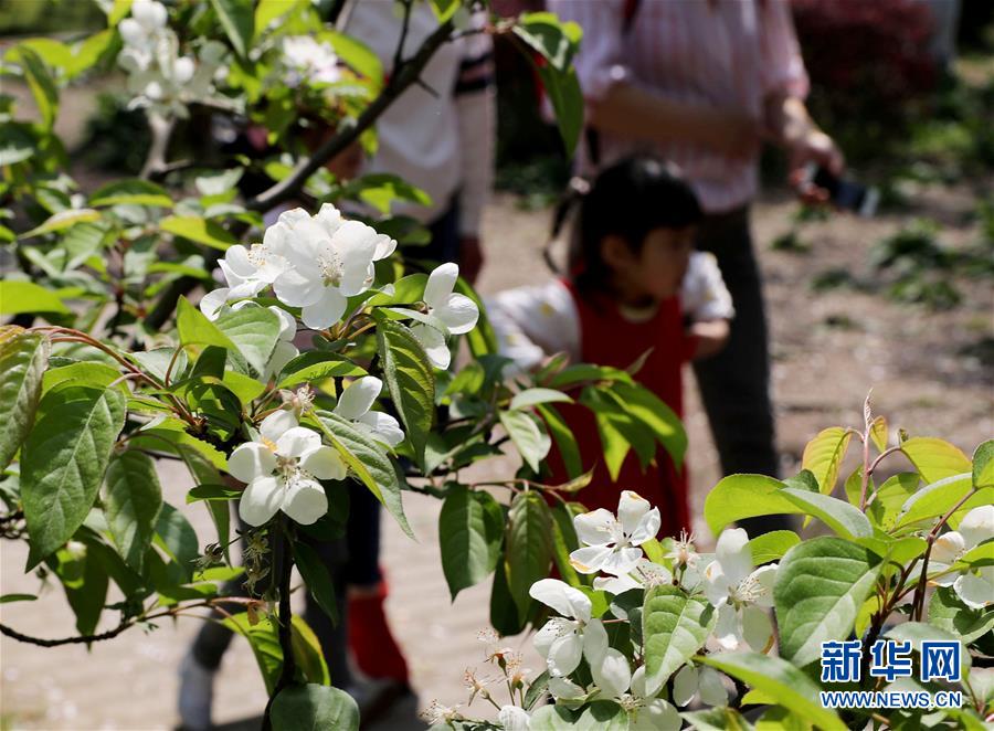 （環境）（4）上海：春光明媚 海棠花開