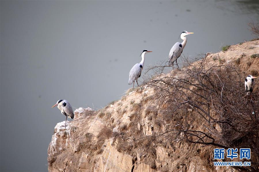 （圖文互動）（3）數百只蒼鷺在山西平陸黃河濕地築巢安家