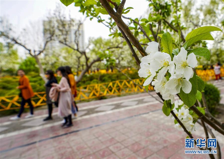 （社會）（2）新疆庫爾勒：梨城四月花正香