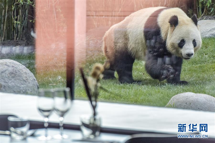 （国际）（6）哥本哈根动物园熊猫馆向公众开放