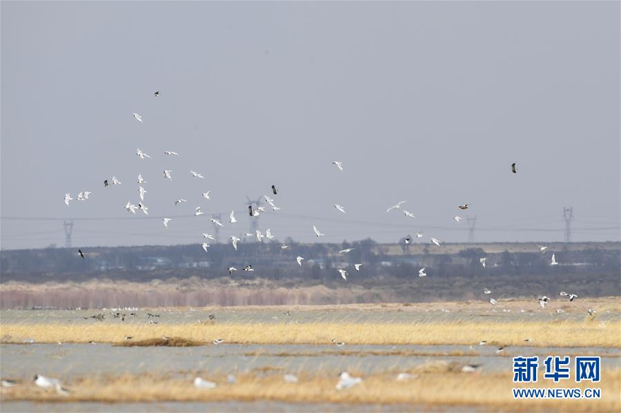 （環境）（2）大批遺鷗重返鄂爾多斯濕地