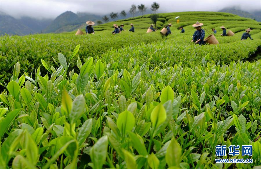 （社會）（1）武夷山：生態茶園 祭茶喊山