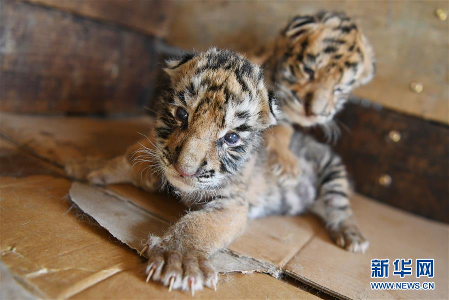 4月19日,在横道河子东北虎林园,两只人工喂养的虎宝宝靠在一起.