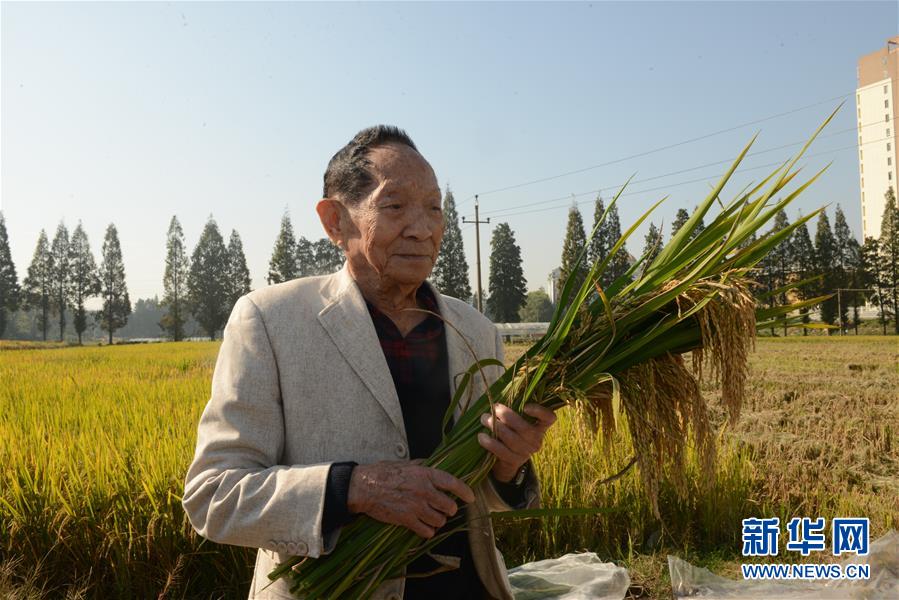 （爱国情 奋斗者·图文互动）（3）一颗稻谷里的爱国情怀——记“杂交水稻之父”袁隆平