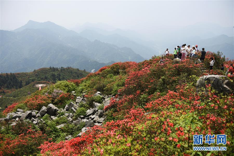 （春季美丽生态）（3）贵州丹寨：岭上开遍映山红