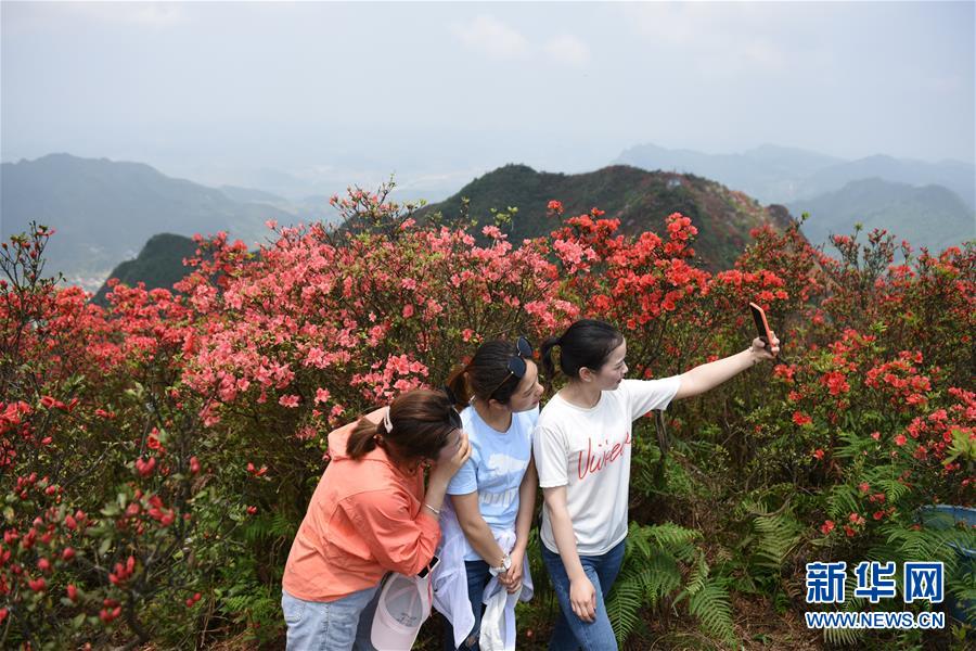 （春季美麗生態）（4）貴州丹寨：嶺上開遍映山紅