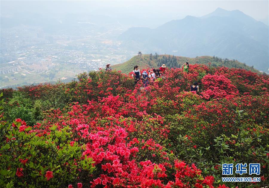 （春季美丽生态）（5）贵州丹寨：岭上开遍映山红