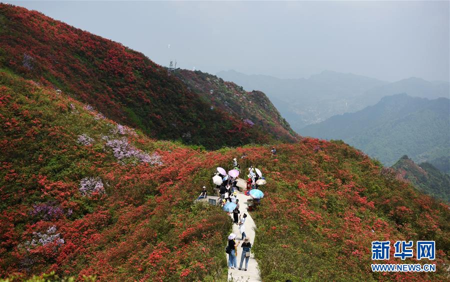（春季美丽生态）（6）贵州丹寨：岭上开遍映山红