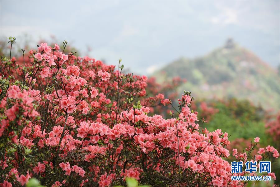 （春季美丽生态）（8）贵州丹寨：岭上开遍映山红