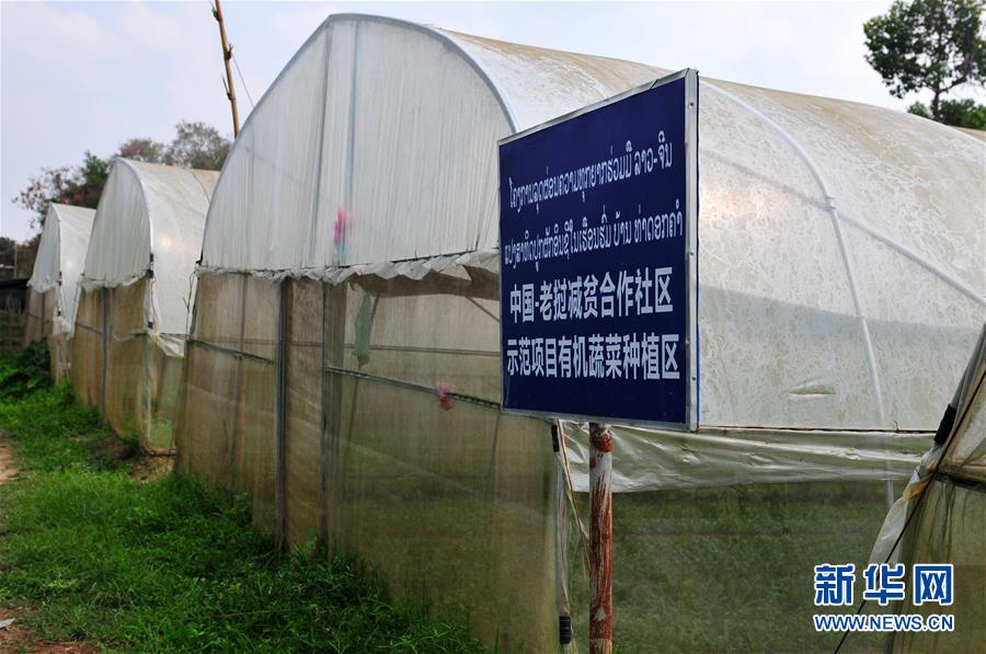 （国际·“一带一路”高峰论坛·图文互动）（1）蔬菜基地诞生记——中国技术让老挝首都郊区农户受益匪浅