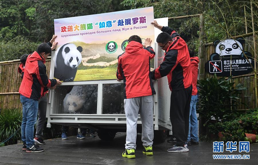 （社会）（6）大熊猫“如意”“丁丁”启程前往俄罗斯