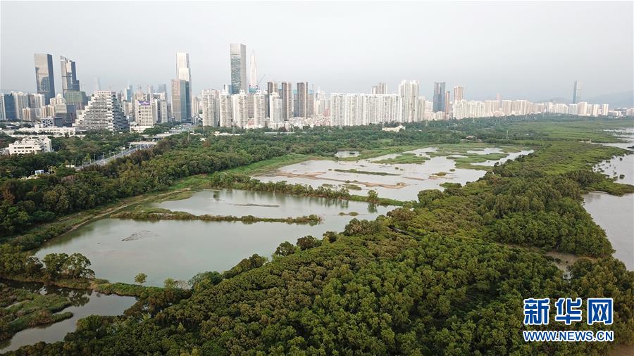 （在习近平新时代中国特色社会主义思想指引下——新时代新作为新篇章·图文互动）（2）湿地就在城中央——珠三角重塑人与自然和谐共生图景
