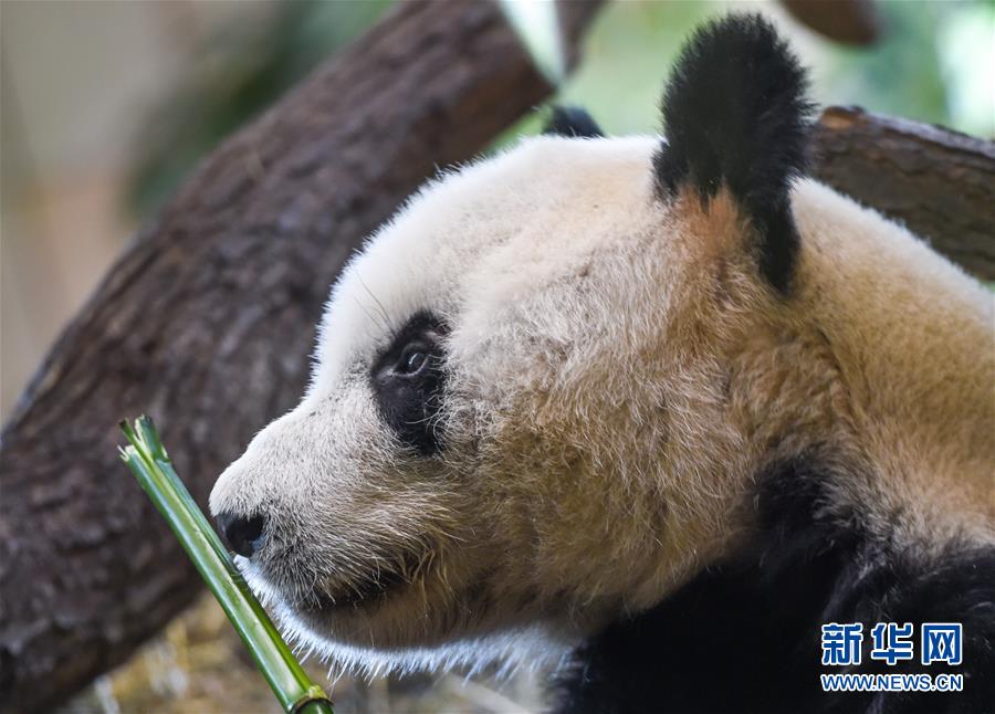 （国际）（1）大熊猫“园园”正式亮相维也纳