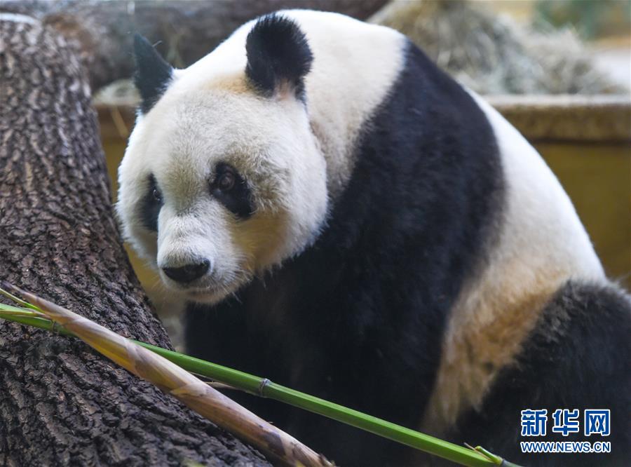 （國際）（5）大熊貓“園園”正式亮相維也納