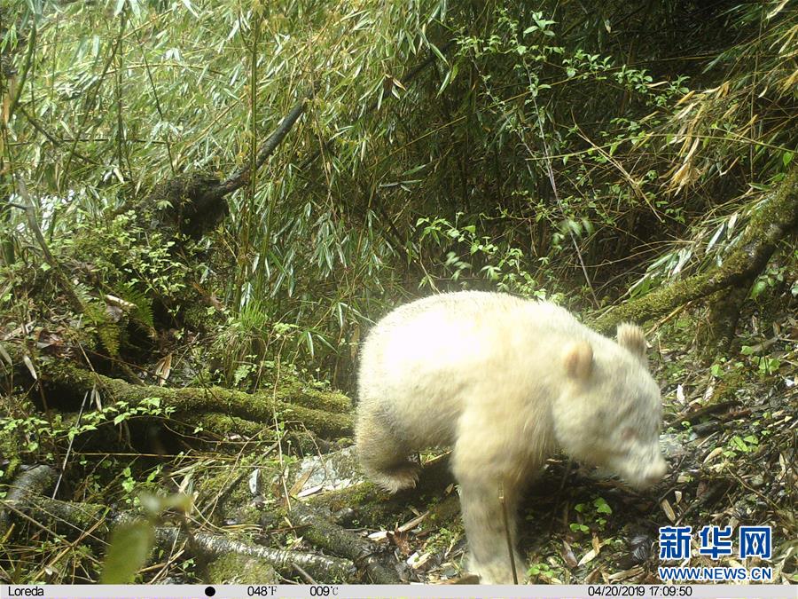 （图文互动）四川卧龙拍摄到首张白色大熊猫照片