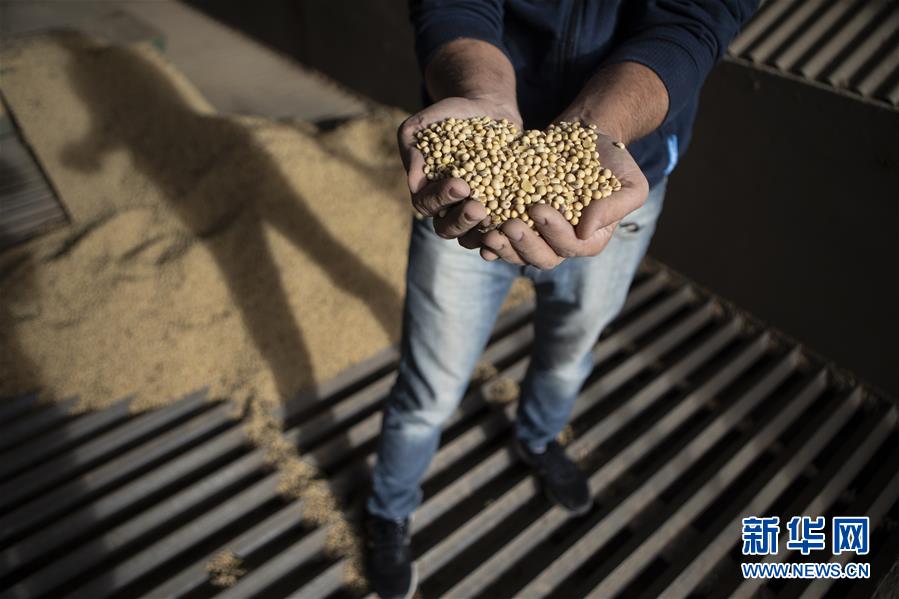 （国际·图文互动）（1）财经观察：经贸摩擦让阿根廷丰收大豆出口遭遇颓势
