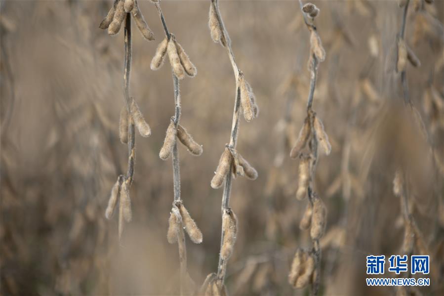 （国际·图文互动）（3）财经观察：经贸摩擦让阿根廷丰收大豆出口遭遇颓势