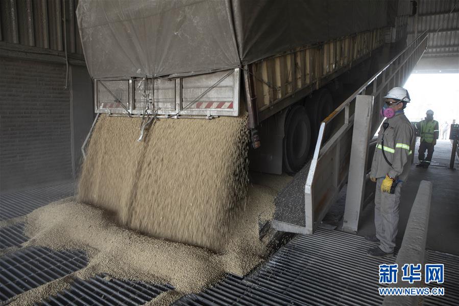 （国际·图文互动）（4）财经观察：经贸摩擦让阿根廷丰收大豆出口遭遇颓势