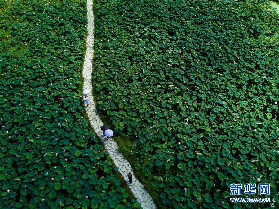 （北京世园会）（14）生态中国·碧水丹山瞰武夷