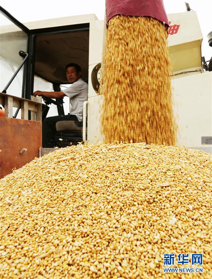 #（经济）（1）山东小麦收获已过六成