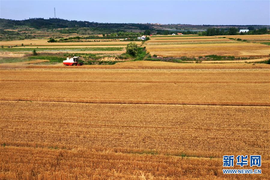 #（经济）（7）山东小麦收获已过六成