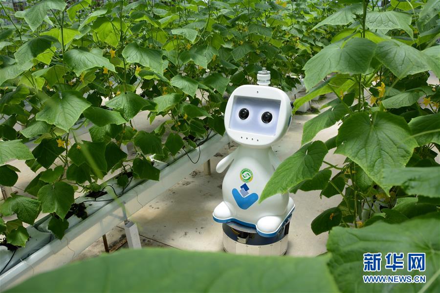 （图文互动）（3）迈向“无人农场”——福建发布人工智能农业机器人