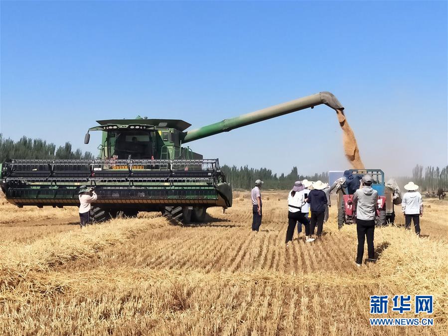 （图文互动）（2）新疆小麦单产纪录刷新为731.3公斤
