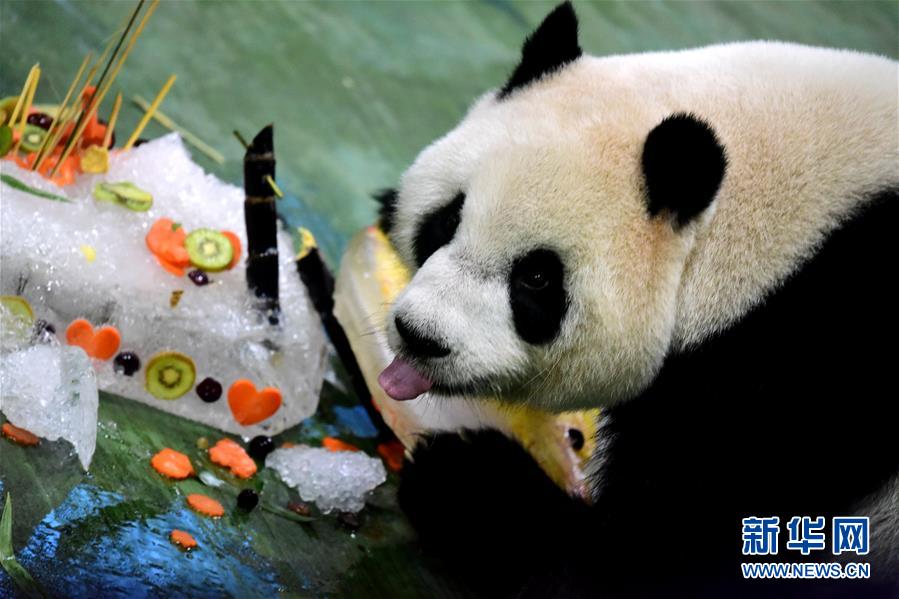 （新华视界）（2）台北：大熊猫“圆仔”迎来6岁生日