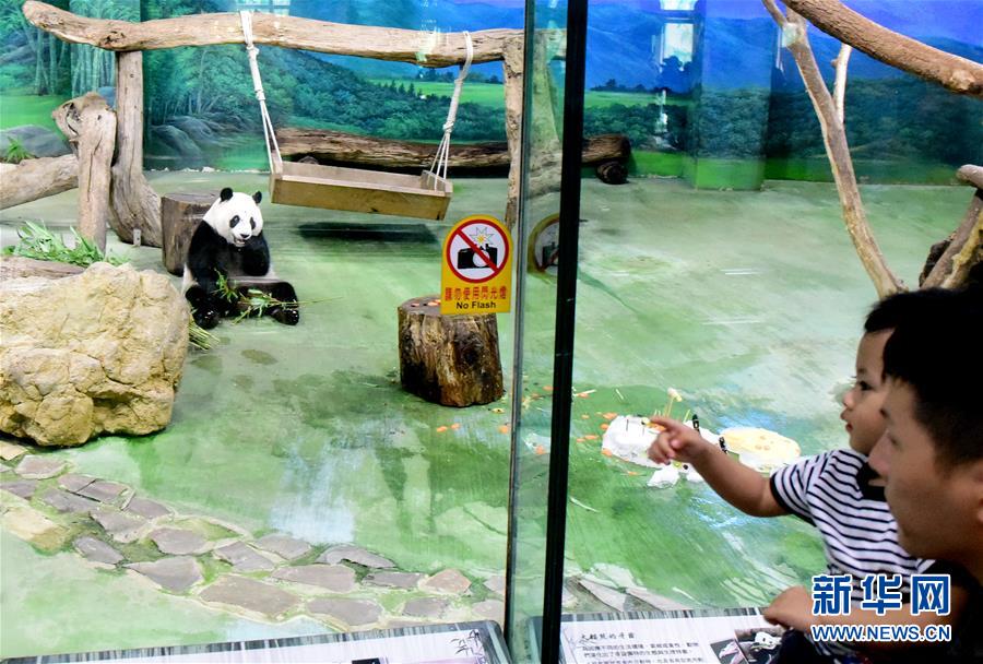（新华视界）（4）台北：大熊猫“圆仔”迎来6岁生日