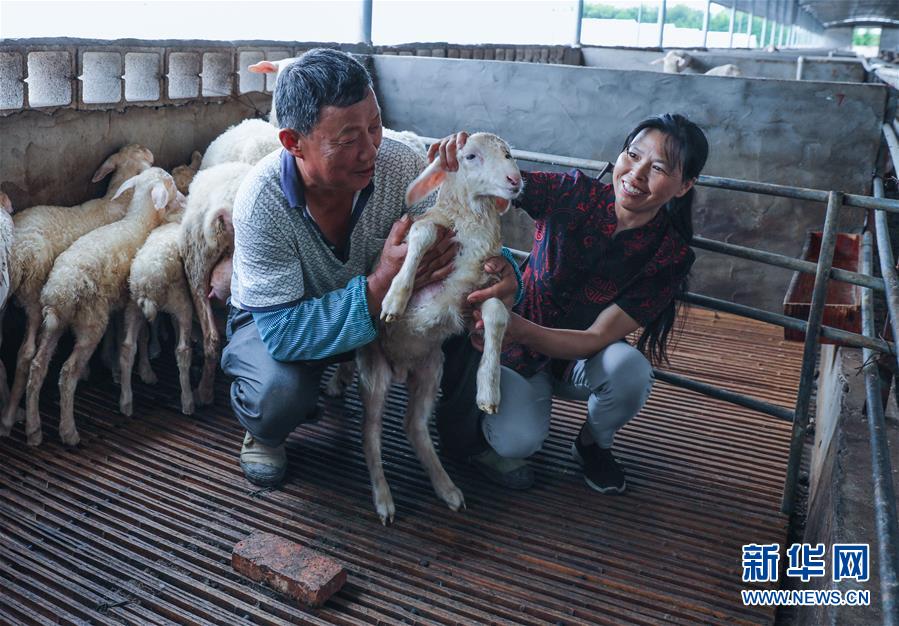 （经济）（2）浙江长兴：产业帮扶 养羊致富