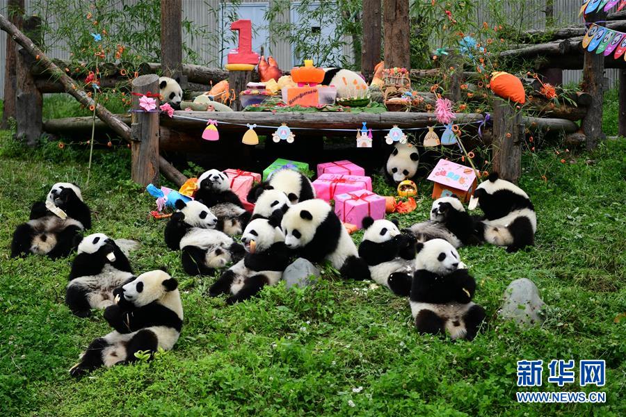 （社会）（1）四川卧龙：2018年出生的大熊猫幼仔集体过生日