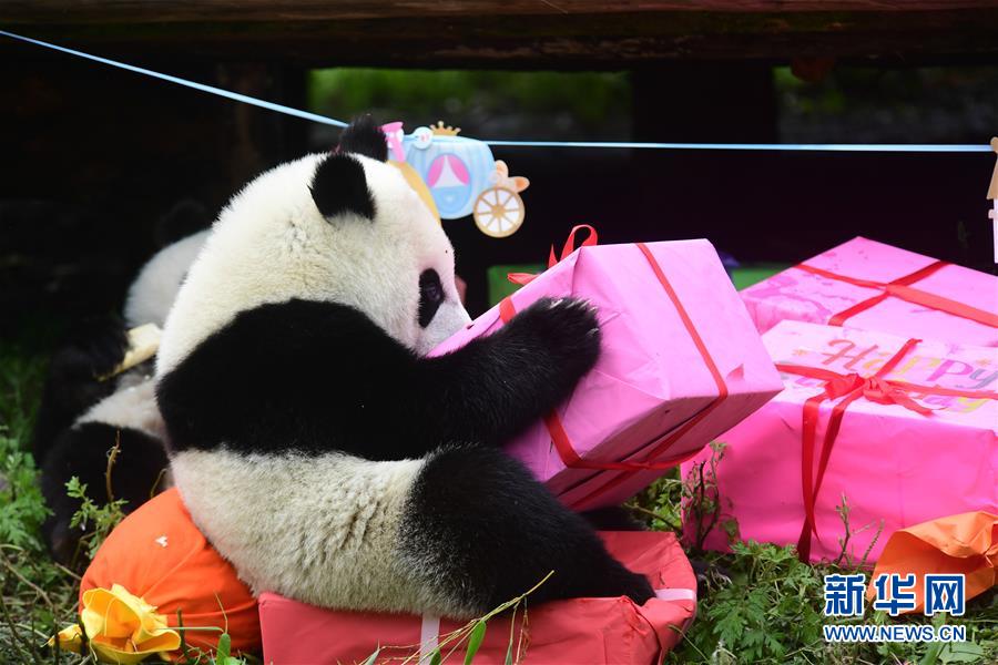 （社会）（5）四川卧龙：2018年出生的大熊猫幼仔集体过生日