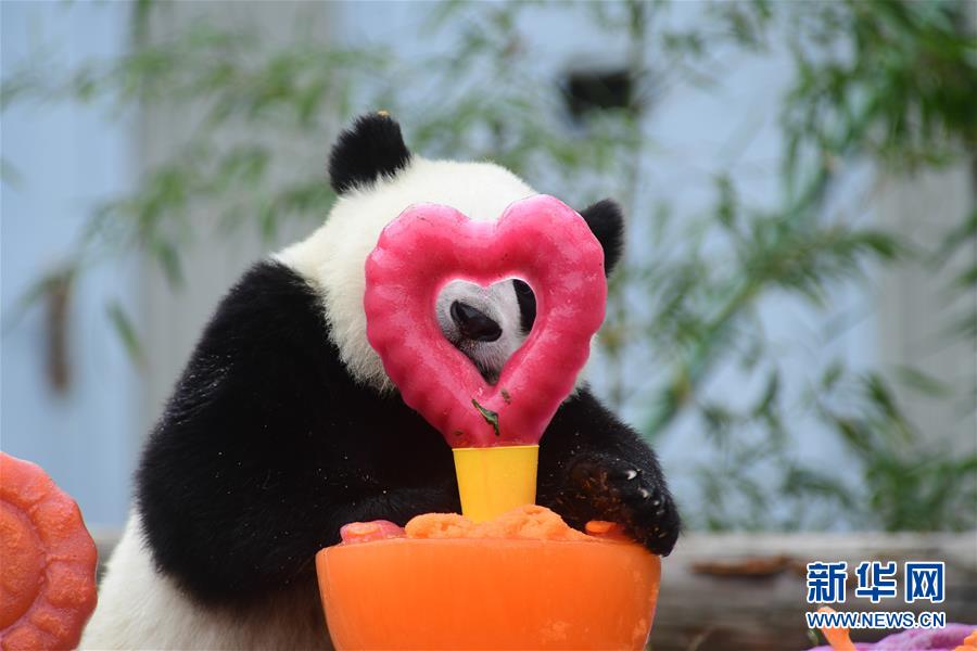 （社会）（9）四川卧龙：2018年出生的大熊猫幼仔集体过生日